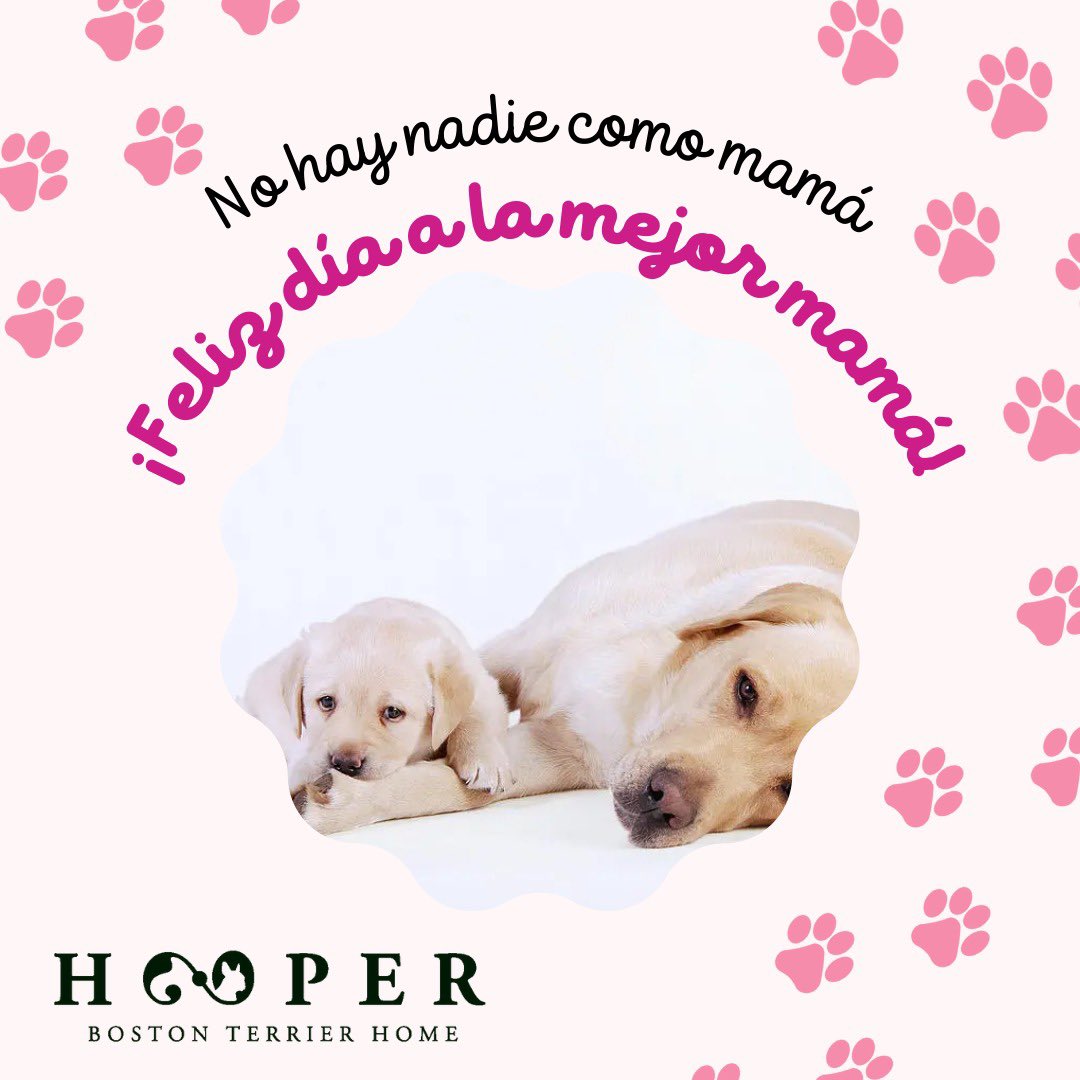 HomeHooper's tweet photo. Hooper les desea ¡Feliz día de las madres! #DíaDeLasMadres  #10deMayo #Hopper #BostonTerrierHome #mamáperruna 💖 https://t.co/6xL5qn8alb