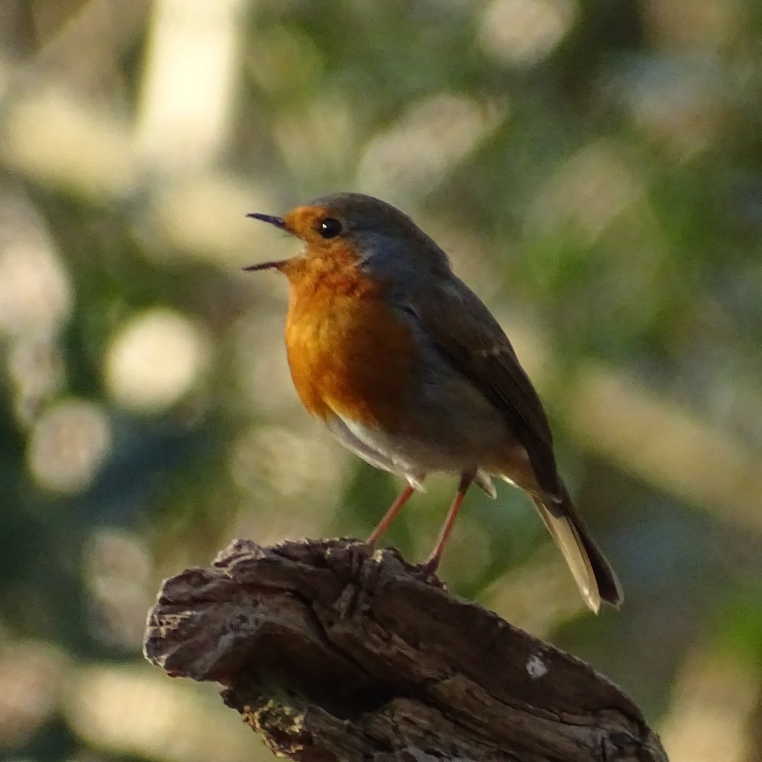 joe_olding's tweet photo. Enjoying the spring sunshine
#Robins #robinsinging #robinphotography #robinsofinstagram #robinsong #Robin #birdphotography #NaturePhotography #TwitterNatureCommunity @Natures_Voice @BirdSpotUK https://t.co/etGhSFBfwe