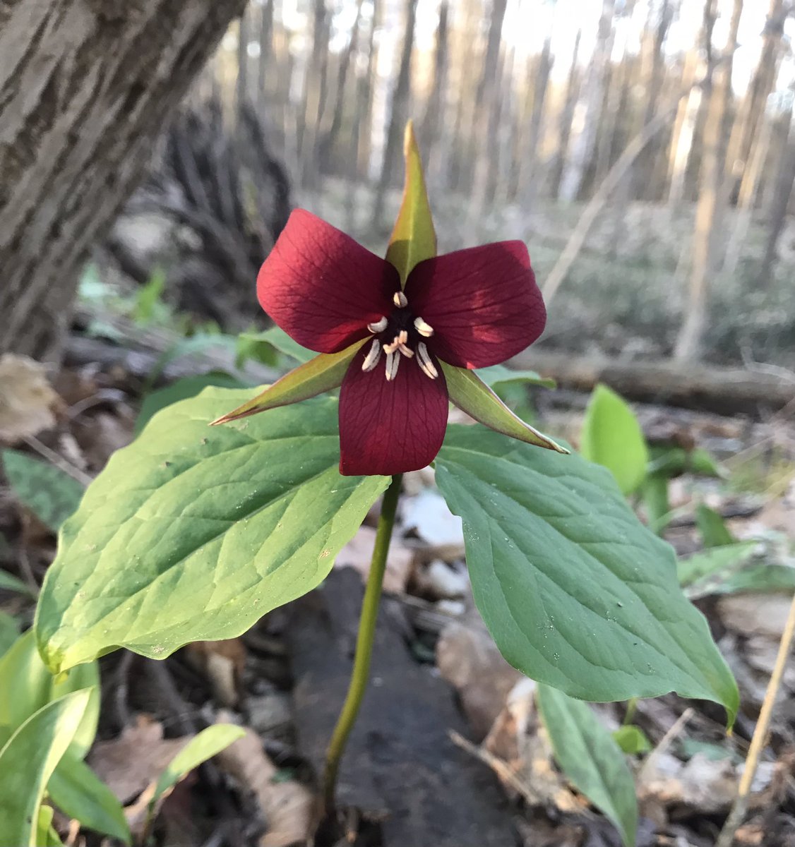 chapelhillnorth's tweet photo. If you haven’t already, go check out the #spring #ephemerals in #ChapelHillForest before it’s too late! Red and white trilliums, yellow trout lily, and a rare glimpse of bloodroot too! What else have you seen this year? https://t.co/IX0X8MM8ev