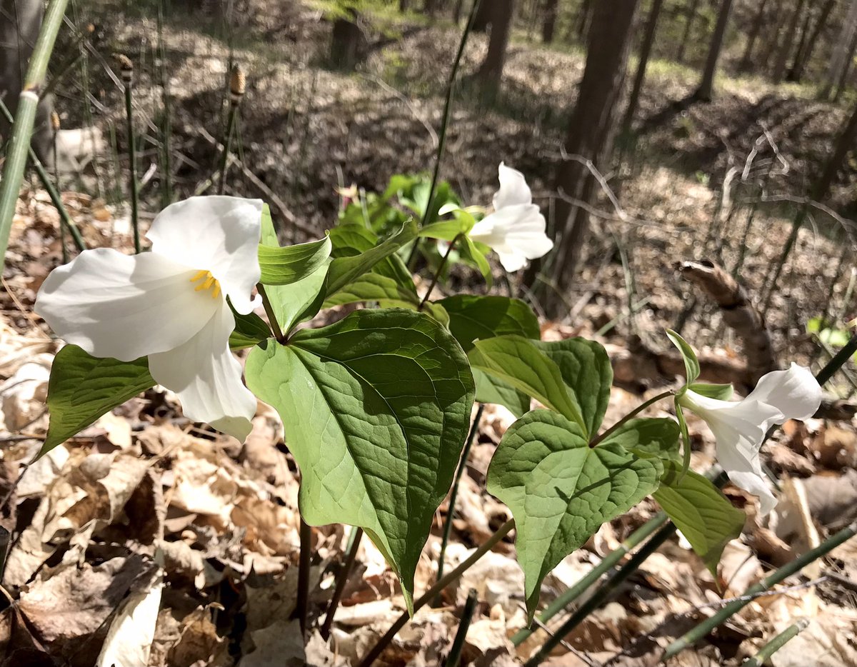 chapelhillnorth's tweet photo. If you haven’t already, go check out the #spring #ephemerals in #ChapelHillForest before it’s too late! Red and white trilliums, yellow trout lily, and a rare glimpse of bloodroot too! What else have you seen this year? https://t.co/IX0X8MM8ev