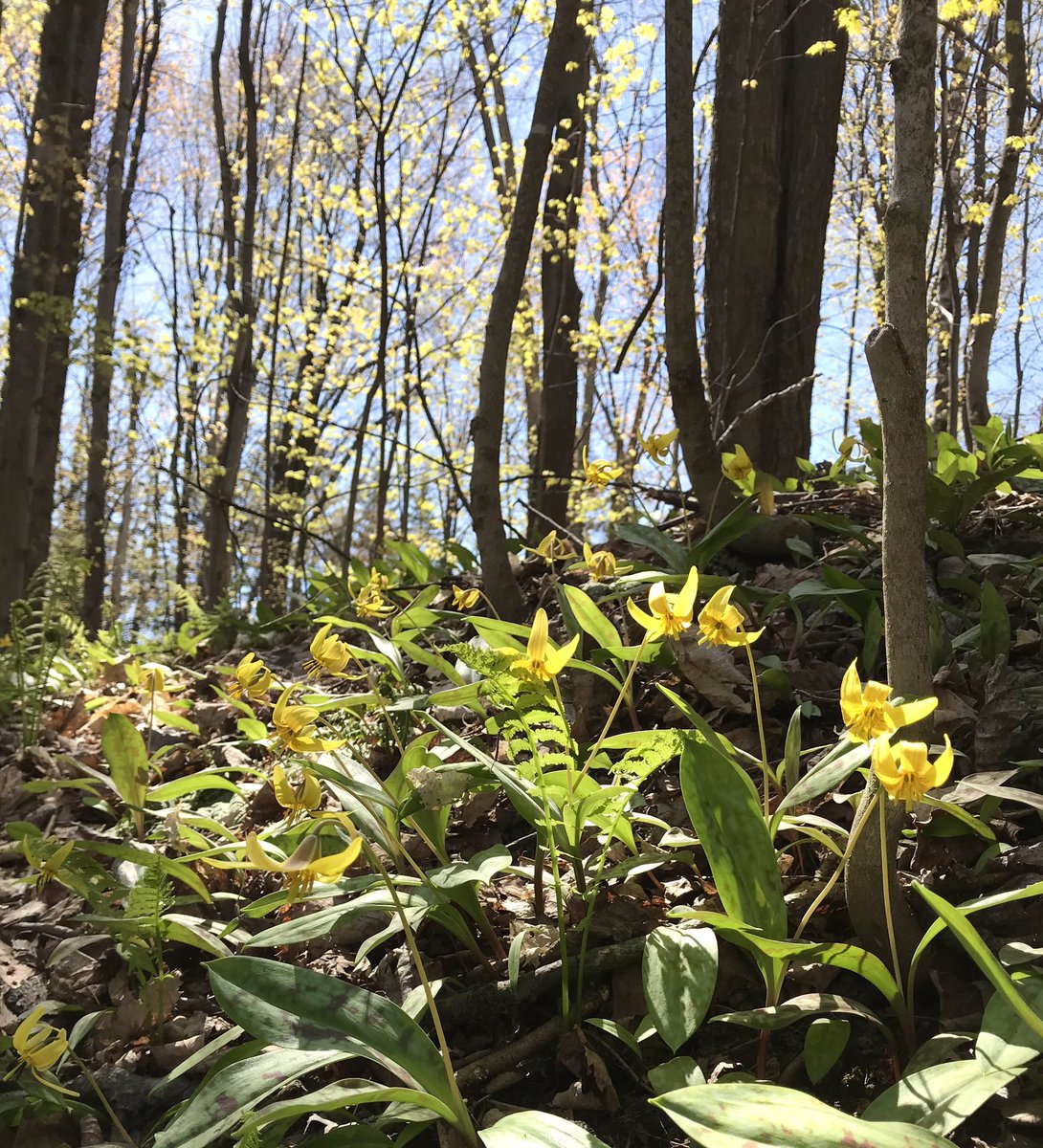 chapelhillnorth's tweet photo. If you haven’t already, go check out the #spring #ephemerals in #ChapelHillForest before it’s too late! Red and white trilliums, yellow trout lily, and a rare glimpse of bloodroot too! What else have you seen this year? https://t.co/IX0X8MM8ev