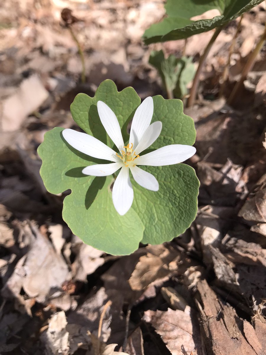 chapelhillnorth's tweet photo. If you haven’t already, go check out the #spring #ephemerals in #ChapelHillForest before it’s too late! Red and white trilliums, yellow trout lily, and a rare glimpse of bloodroot too! What else have you seen this year? https://t.co/IX0X8MM8ev