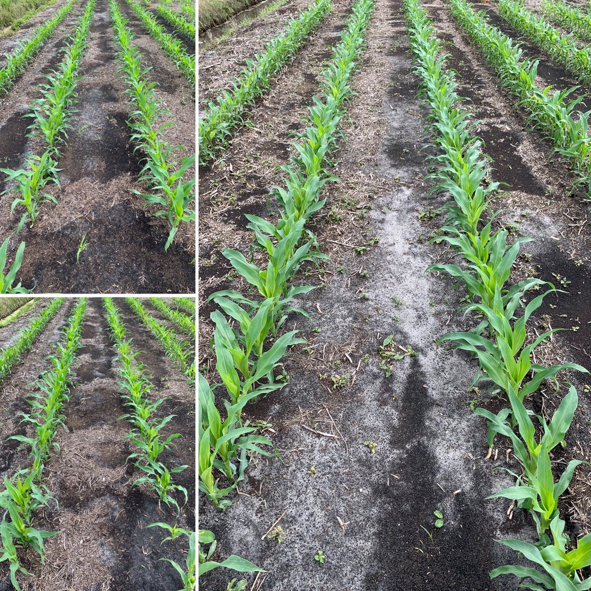 Dominic Reisig (@dominicdreisig) on Twitter photo Screening at-planting insecticides in corn. Stink bug damage showing now with significant stand loss in the untreated (bottom left). High seed treatment rate looks good (top left), but not as good as mid seed treatment rate with granular insecticide @HyTyAgAgent <a href="/Lowlndr/">Isaac Boerema</a> Screening at-planting insecticides in corn. Stink bug damage showing now with significant stand loss in the untreated (bottom left). High seed treatment rate looks good (top left), but not as good as mid seed treatment rate with granular insecticide @HyTyAgAgent <a href="/Lowlndr/">Isaac Boerema</a>