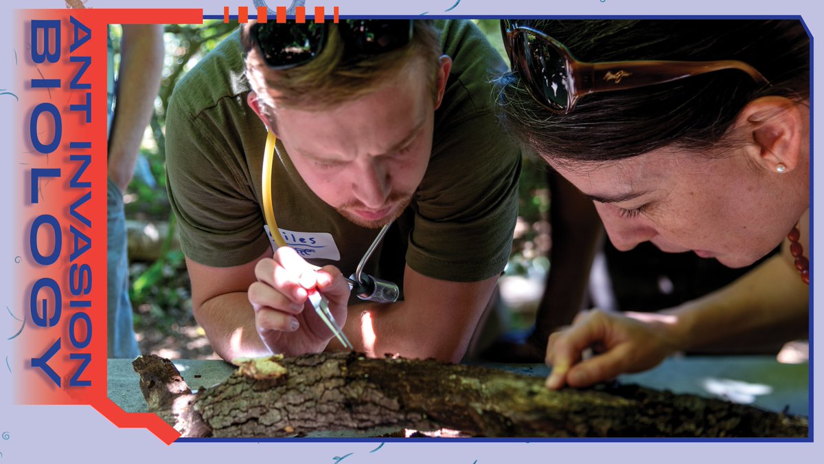<a href="/Aluckymyrmex/">Andrea Lucky</a>'s workshop, Ant Invasion Biology, is designed to train participants to recognize invasive and native species of ants. This workshop will be available next year in May. 
<a href="/MilesMaxcer/">Miles Maxcer</a> 
---
#UFBugs