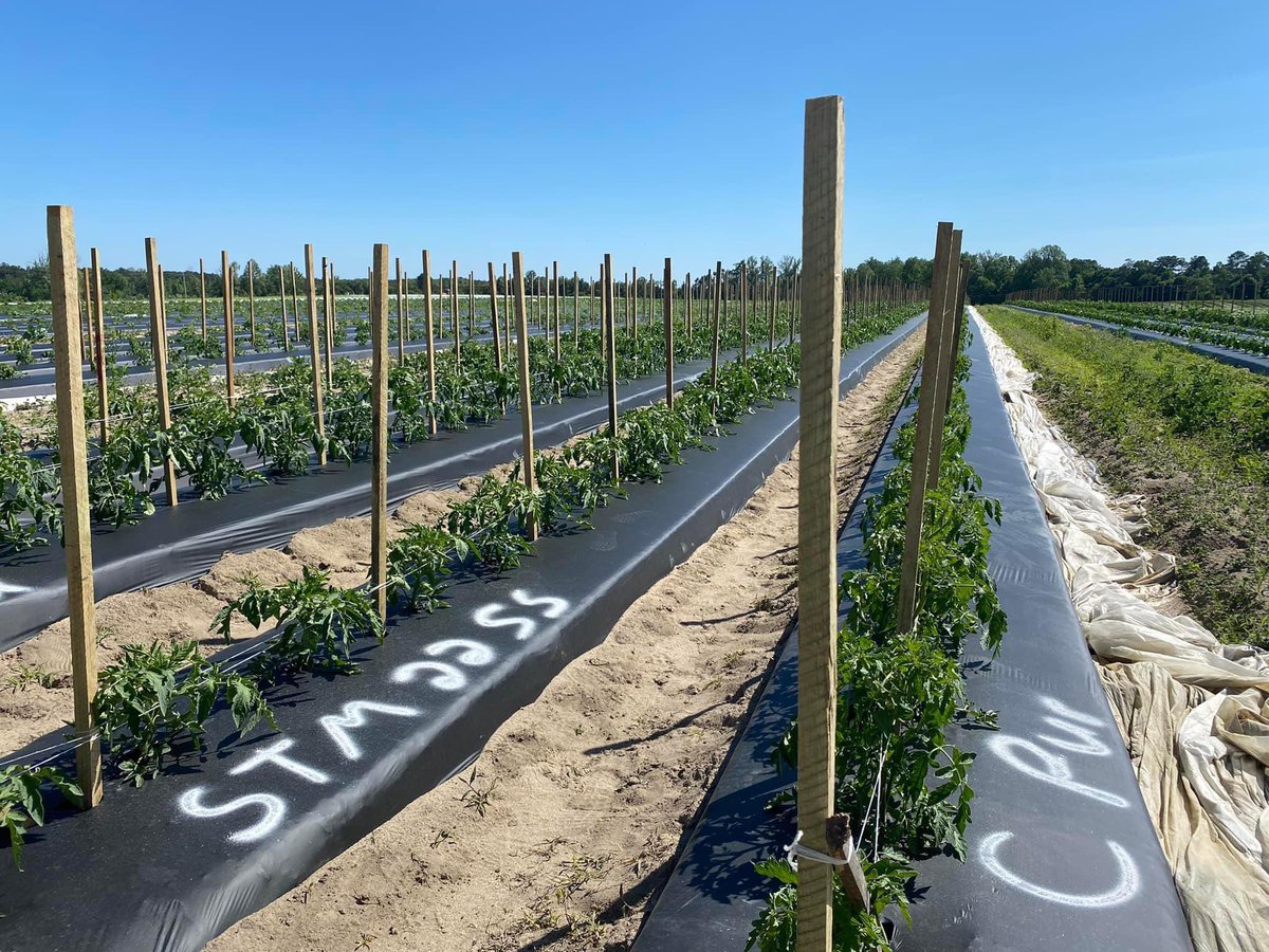 TheBerryPatchNC's tweet photo. First planting of tomatoes. Looking pretty good right now but we still have a long ways to go!
- Lee Berry
#EllerbeStrong https://t.co/inTPlW0oDD