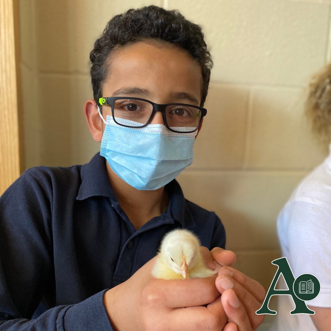 AlbertCollege's tweet photo. The Grade 5 class enjoying some one-on-one time with their new fuzzy friends, the chicks π₯
#albertcollege #theACdifference #bellevilleontario https://t.co/8kQLdZdL5r