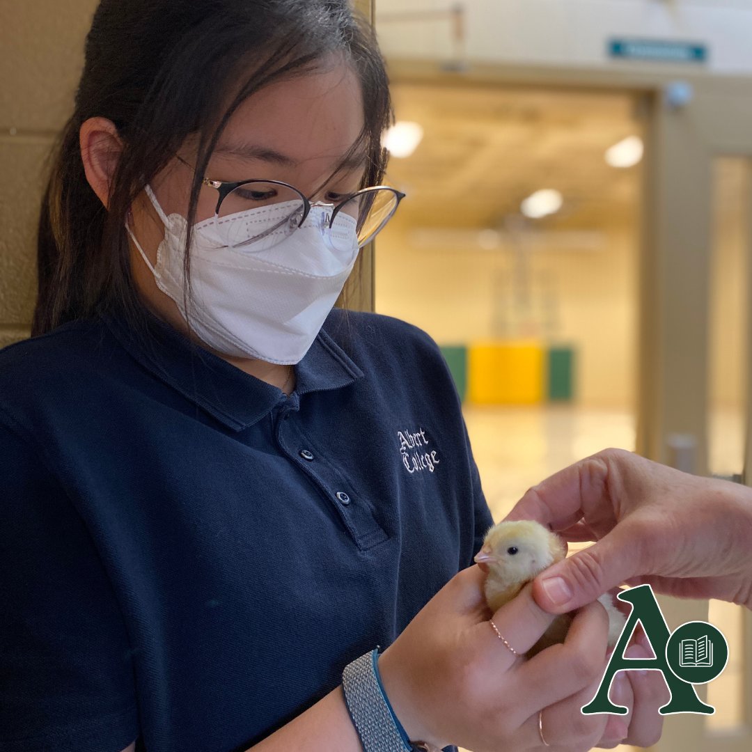 AlbertCollege's tweet photo. The Grade 5 class enjoying some one-on-one time with their new fuzzy friends, the chicks π₯
#albertcollege #theACdifference #bellevilleontario https://t.co/8kQLdZdL5r