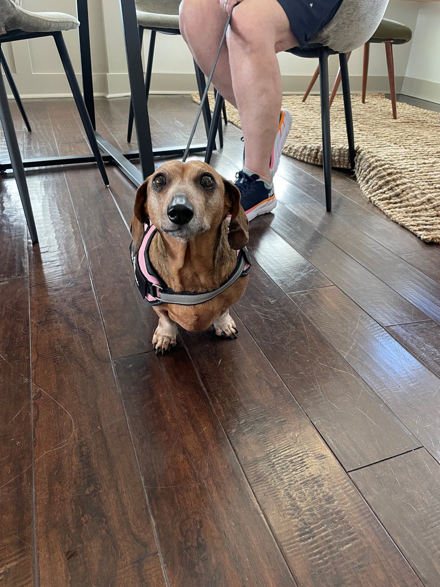 CosgroveHill's tweet photo. Did you hear that there are NO Breed Restrictions here at Cosgrove Hill? Well, let us be the first to let you know!!
.
.
We are a pet-friendly community with no breed restrictions or weight limits! Can't wait to meet our new furry friends!
#ThisIsNWRLiving #Cosgrovehill... https://t.co/L4XjJxwFG3