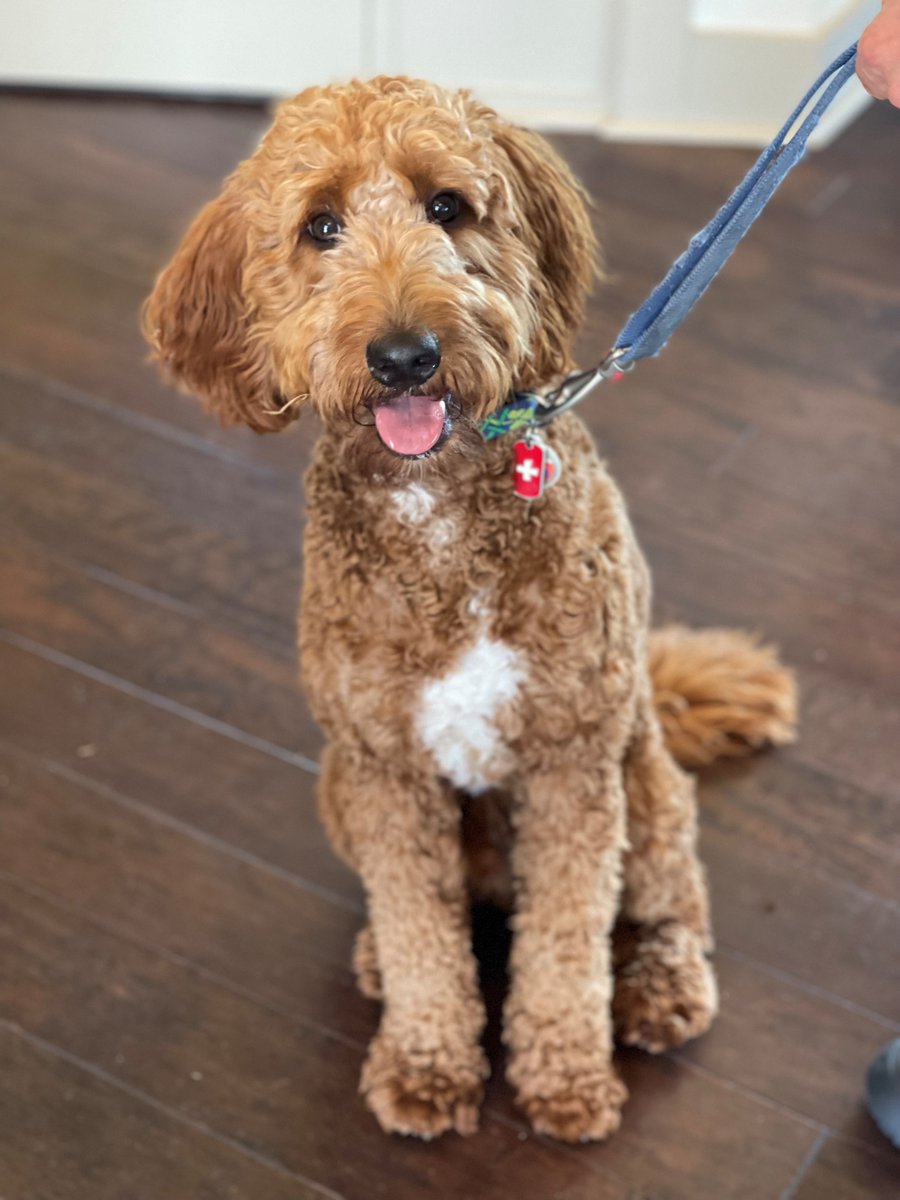 CosgroveHill's tweet photo. Did you hear that there are NO Breed Restrictions here at Cosgrove Hill? Well, let us be the first to let you know!!
.
.
We are a pet-friendly community with no breed restrictions or weight limits! Can't wait to meet our new furry friends!
#ThisIsNWRLiving #Cosgrovehill... https://t.co/L4XjJxwFG3