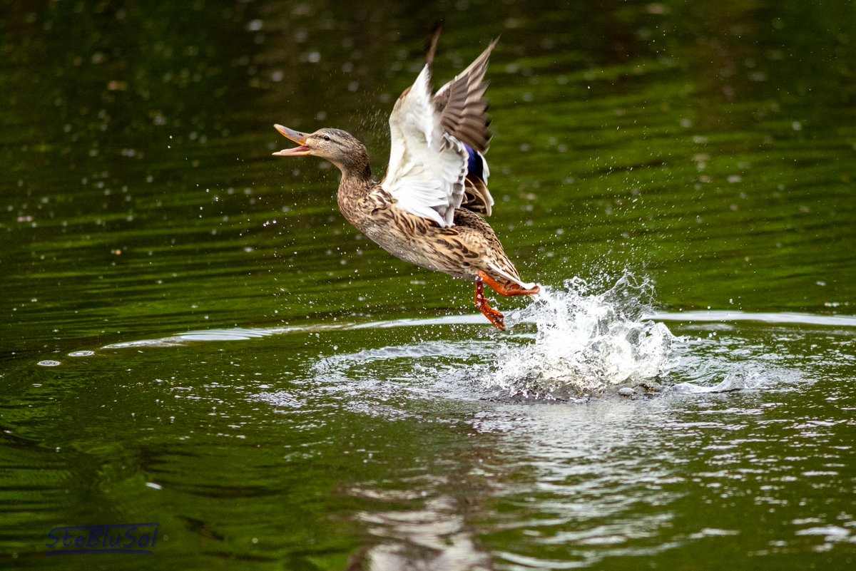 #potd #photography #duck #Lebensfreude