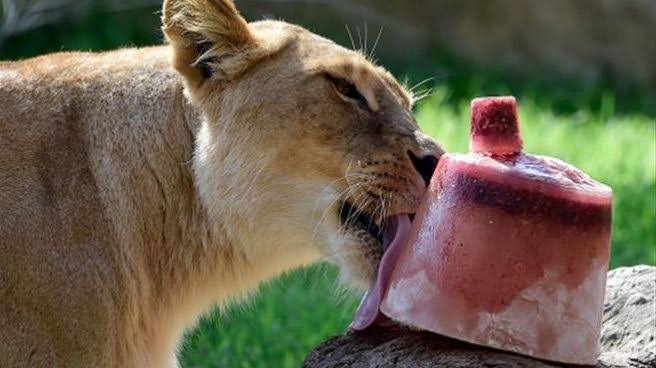 OroNoticiasPue's tweet photo. #Tendencias #Refrescan a #animales en #zoológicos de #Mérida con paletas de hielo
🍭🐮🐴🦌
https://t.co/ogjtydCbdA https://t.co/pedpQlnt9G