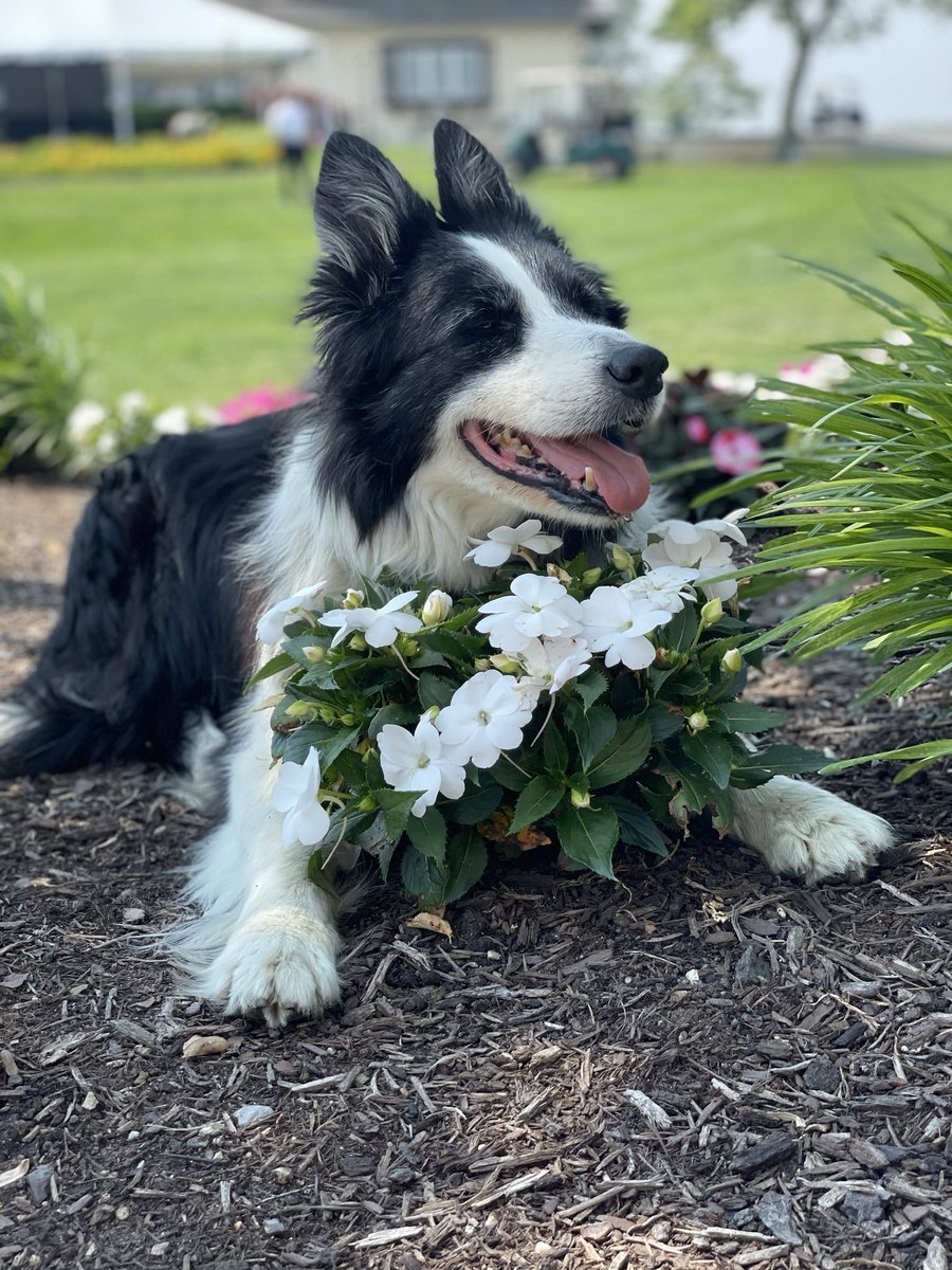 Today we said goodbye to Whitt, the best dog anyone could ever ask for. Thank you to everyone at <a href="/rggc1926/">Rolling Green Golf Club</a> and <a href="/ParamountCC_NY/">ParamountCountryClub</a> that showed him so much love over his beautiful 15 years. He will be missed. 😢