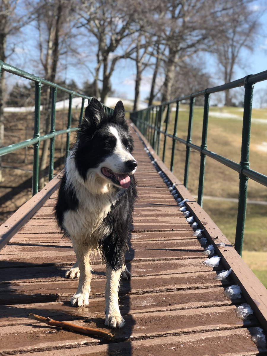 forbettergolf's tweet photo. Today we said goodbye to Whitt, the best dog anyone could ever ask for. Thank you to everyone at @rggc1926 and @ParamountCC_NY that showed him so much love over his beautiful 15 years. He will be missed. 😢 https://t.co/J8UQR3kiCs