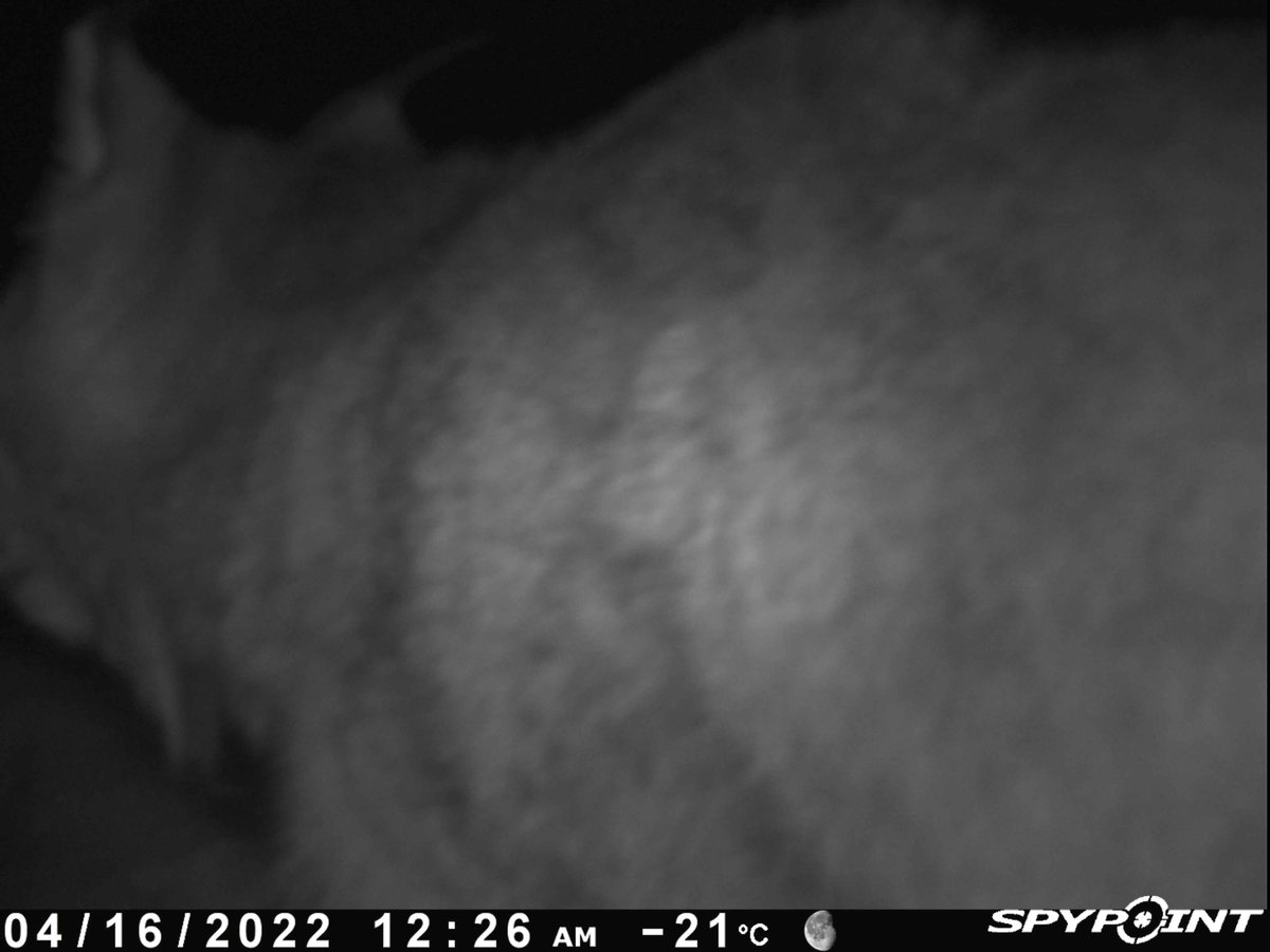 North Slave Metis tweet media