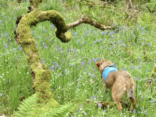 chirpychappy1's tweet photo. Fabulous bluebells today. #Cadover. #Dartmoor https://t.co/hyZ2ZXqgVC