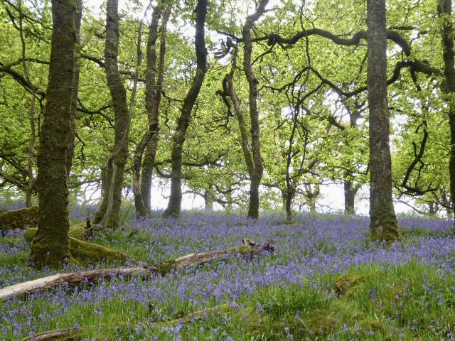 chirpychappy1's tweet photo. Fabulous bluebells today. #Cadover. #Dartmoor https://t.co/hyZ2ZXqgVC