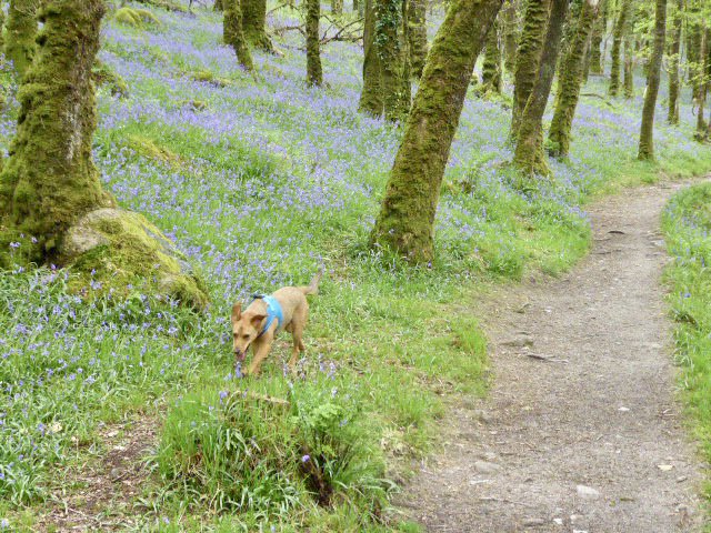 chirpychappy1's tweet photo. Fabulous bluebells today. #Cadover. #Dartmoor https://t.co/hyZ2ZXqgVC