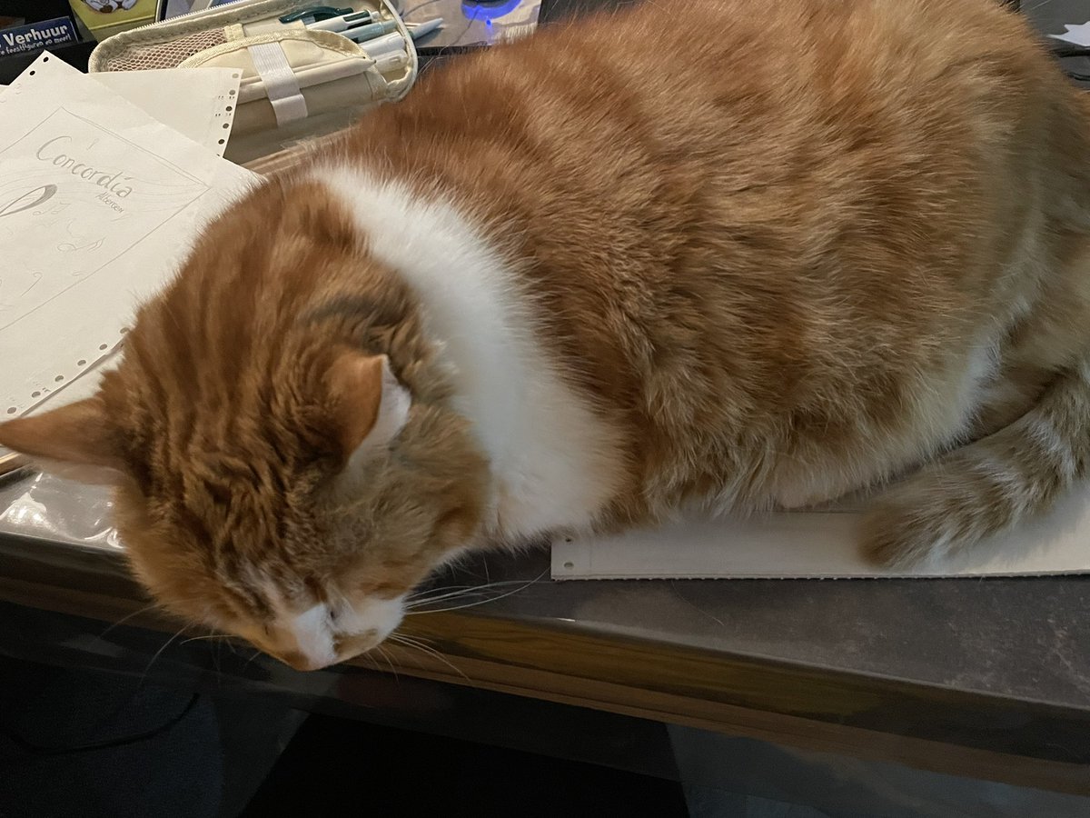 MarellArts's tweet photo. Wanneer je bezig bent met logo’s en banners en… je niet meer verder mag werken 😺✏️ #bezigmetopdracht #geblokkeerddoorhuisdier https://t.co/poDjzNZx3F