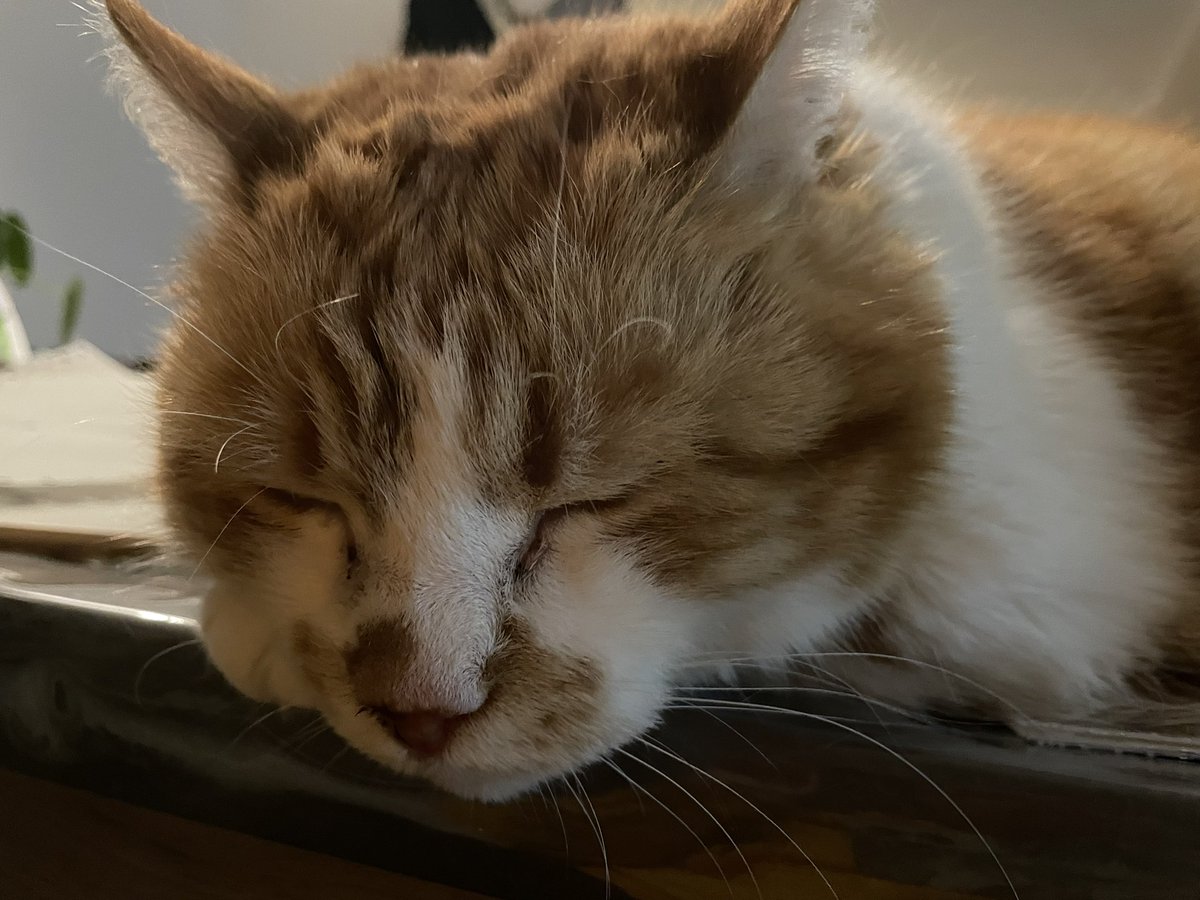MarellArts's tweet photo. Wanneer je bezig bent met logo’s en banners en… je niet meer verder mag werken 😺✏️ #bezigmetopdracht #geblokkeerddoorhuisdier https://t.co/poDjzNZx3F