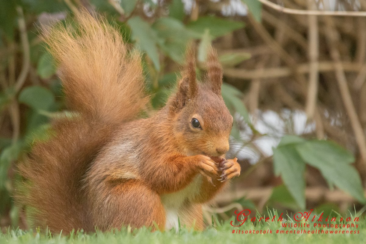 Lots of Red Squirrel action at our Lake District Caravan last week.
<a href="/BBCEarth/">BBC Earth</a> <a href="/BBCSpringwatch/">BBC Springwatch</a> <a href="/lakedistrictnpa/">Lake District</a> #redsquirrel #cumbria #ullswater
