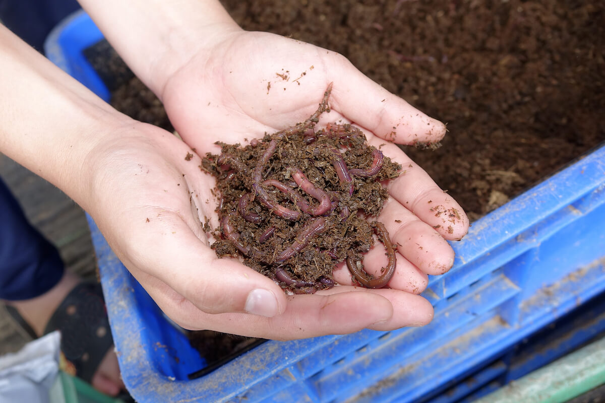 SPORTSMANchnl's tweet photo. Got Worms? Well a DIY home worm farm can supply you with bait season after season. Get started: https://t.co/nkfpAJgMFb. It's all part of Backyard Ready with the folks at #DRPowerEquipment. Use #BackyardReady on your next picture of a project in your yard! #DIY #FishBait #Worms https://t.co/BajcXvAsva