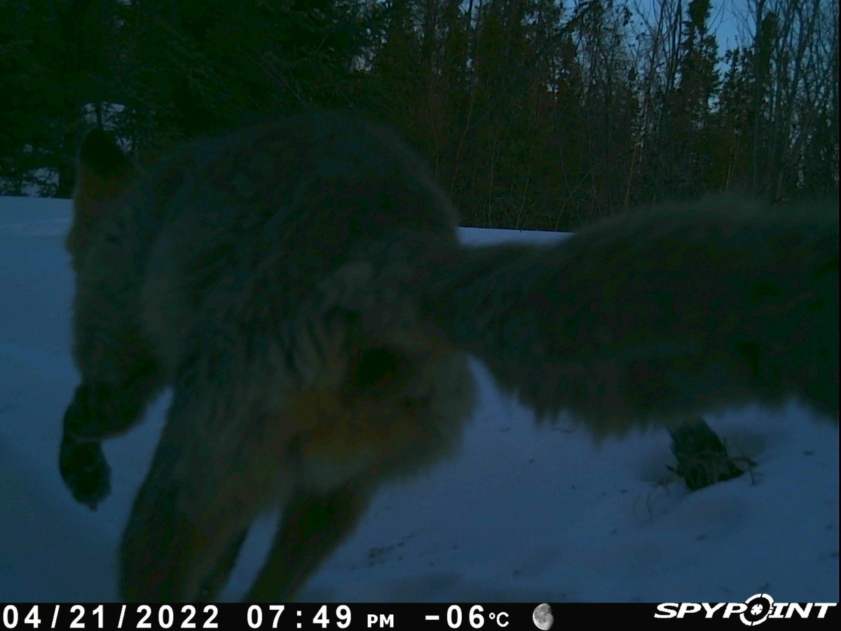 North Slave Metis tweet media