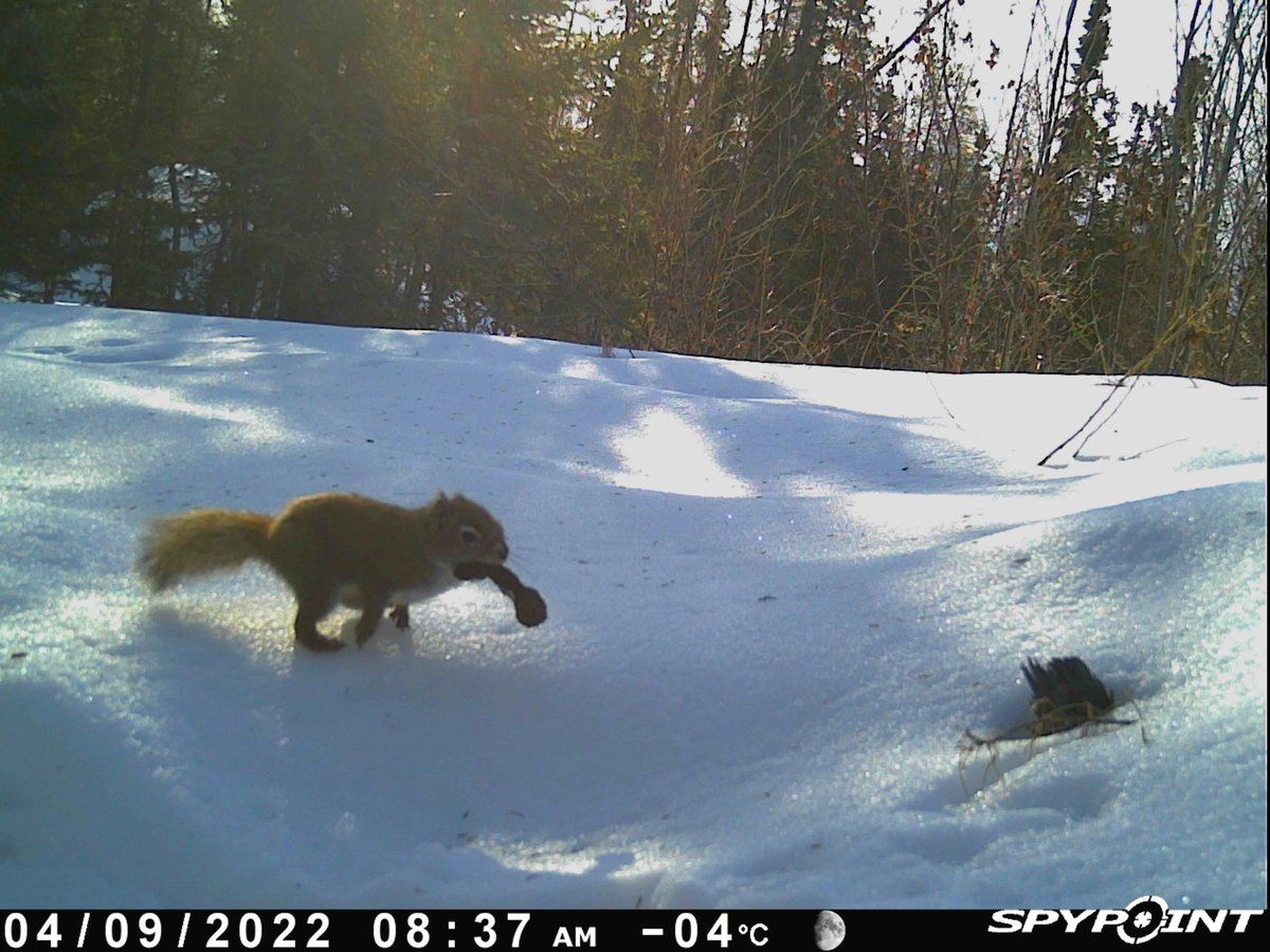 North Slave Metis tweet media