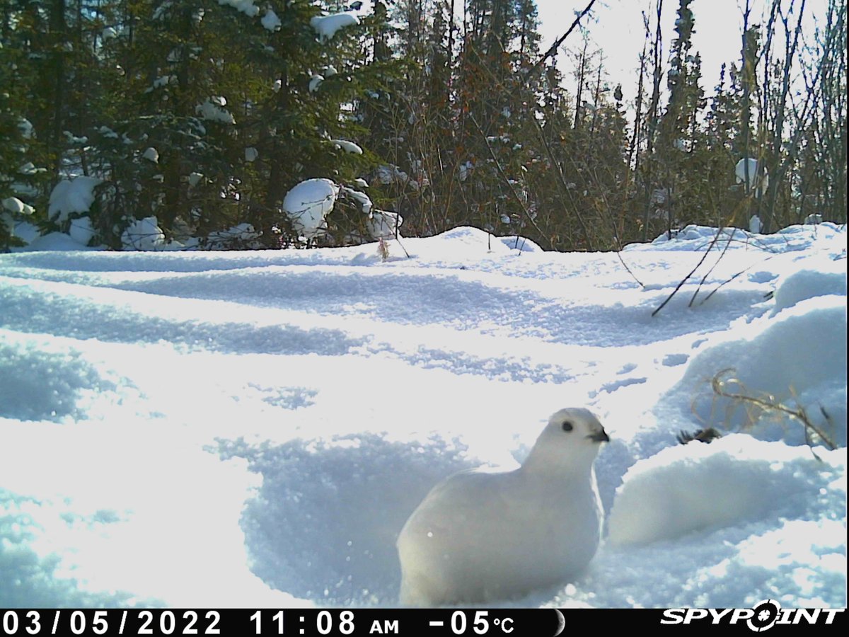 North Slave Metis tweet media