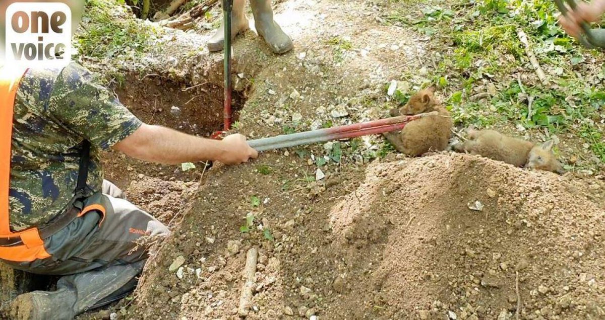 SchmitterCecile's tweet photo. (4)
The digging up of  foxes
a vixen and her cubs imprisoned in their own burrow will live long hours of terror , delivered to the attacks and the incessant bites of the dogs. https://t.co/kLB9TPijHw