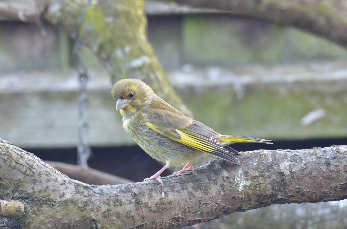 Dom Gwilliam-Bell tweet media