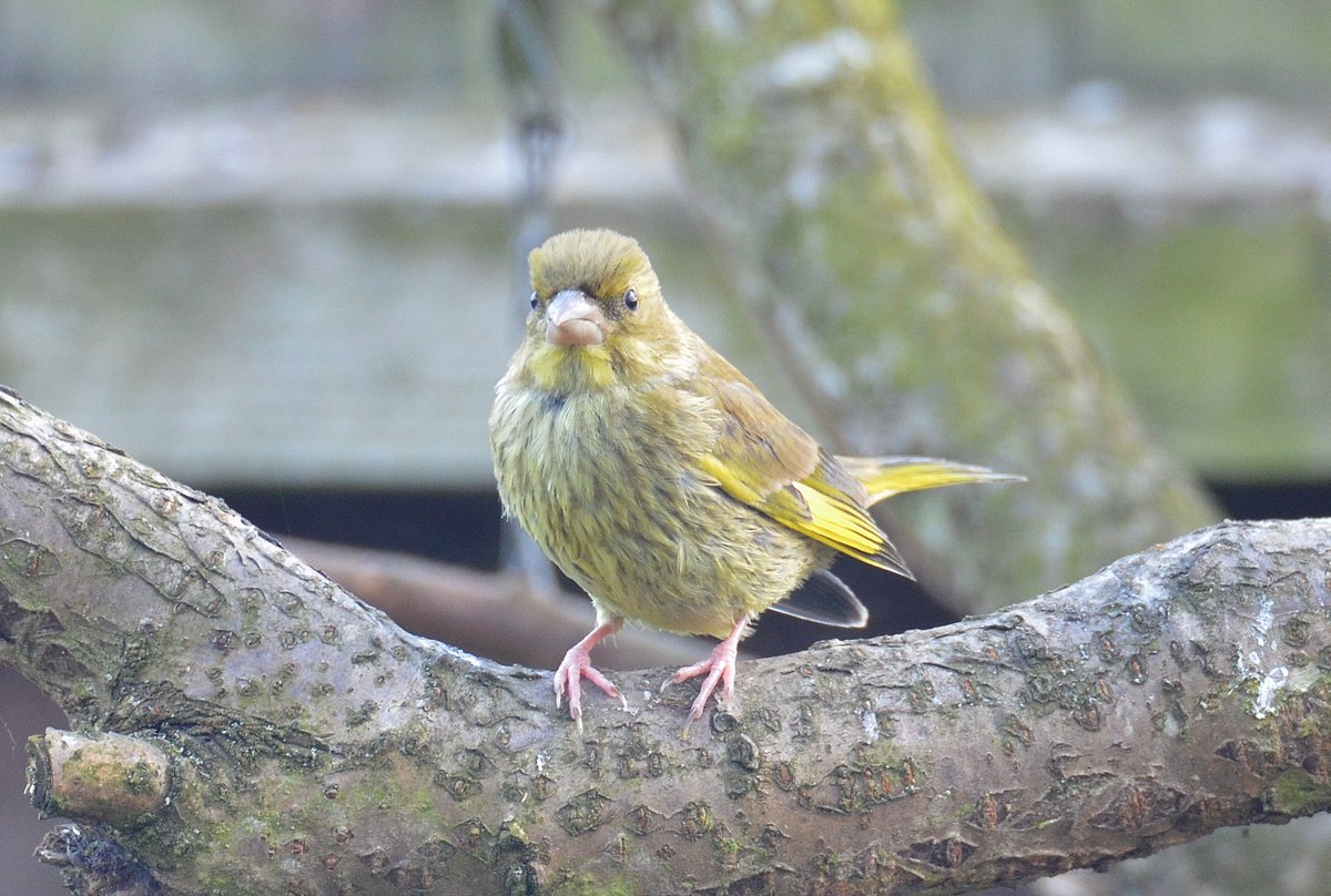 Our first #Greenfinch #fledglings out in the #garden this evening waiting for a feed from the #parent #birds @_BTO @BTO_GBW @Natures_Voice @RSPB_Learning @RSPBEngland @BBCSpringwatch @NorfolkWT