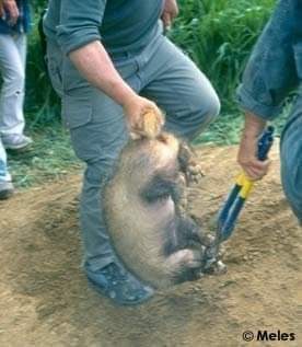 SchmitterCecile's tweet photo. (3)
badgers suffer for hours of terror and intense stress,while the hunters with shovels and pickaxes dig until they reach them. 
The badgers are then brutally extirpated with a large metal pliers, before being executed with a rifle or a bladed weapon.

https://t.co/jKJLehavHe https://t.co/i3cDI9OyWK