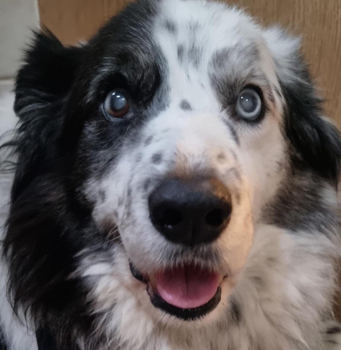 TaffytheBC tweet media