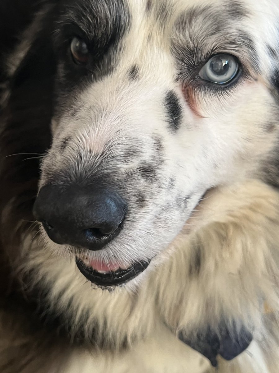 TaffytheBC tweet media