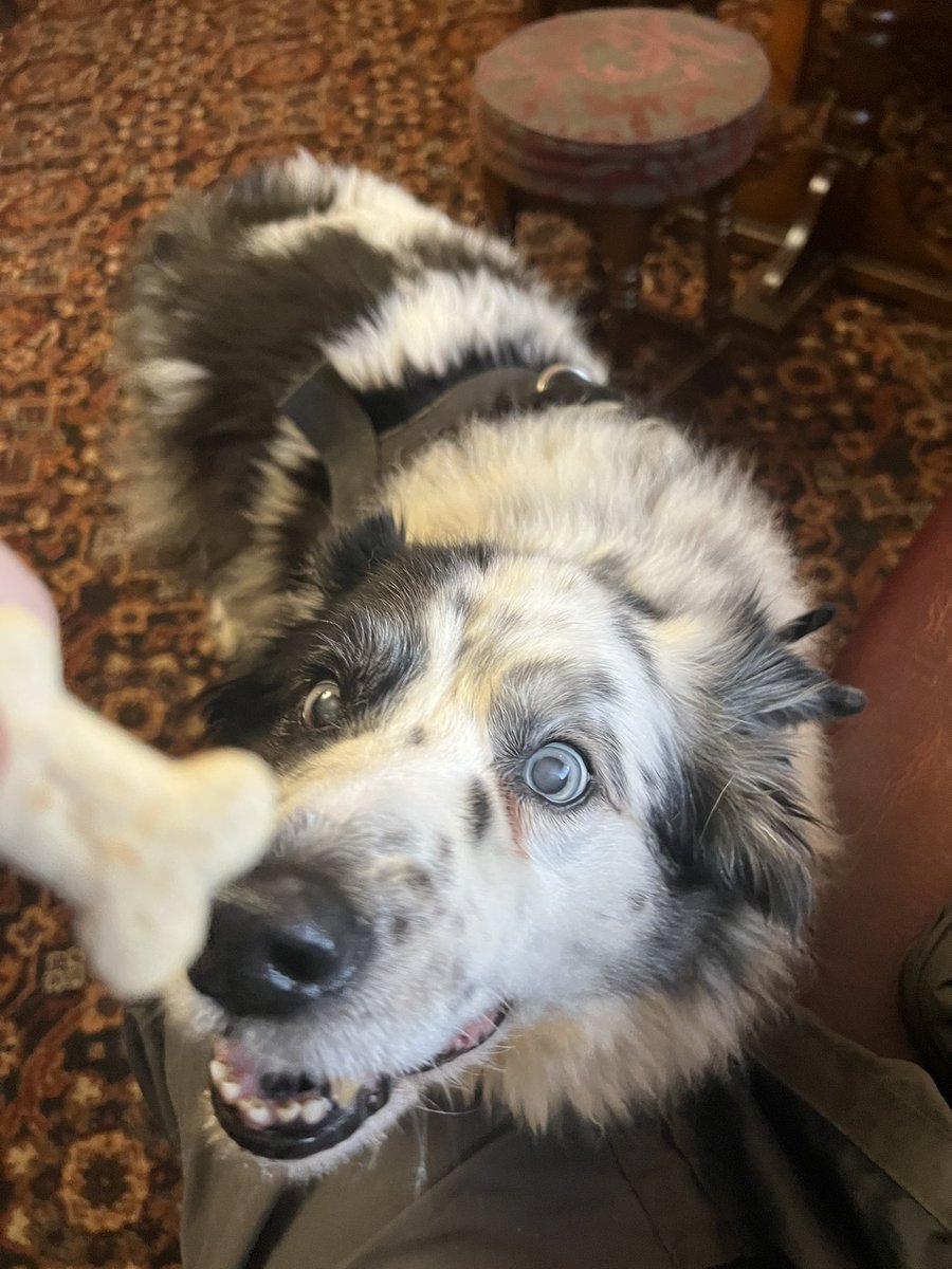 TaffytheBC tweet media