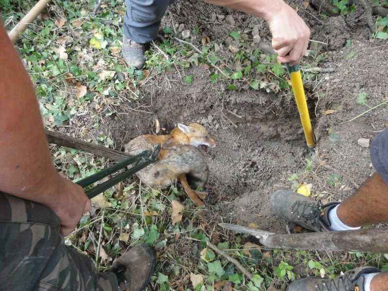 SchmitterCecile's tweet photo. (5)
Via #AnimalCross
Then, these small bloody hairballs and their mother will be extirpated using long metal pliers and then finished with kicks or shovels.
Read here 👇

https://t.co/1yH7TvJiw5 https://t.co/iOU8zgdgAL