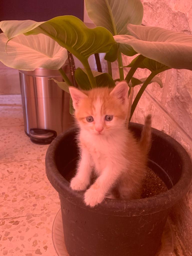 كيتين للتبني
😺
العمر: شهر ونصف
الجنس:أنثى
اللون:كما في الصورة (أبيض وأشقر)
الحالة الصحية:ممتازة
الاسم:أونو Uno
ملاحظات:متعودة على استخدام الليتر بوكس
الموقع:عمان – طبربور
التواصل:على الخاص