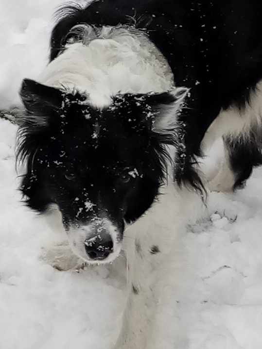 Ray Von Shoesmith tweet media