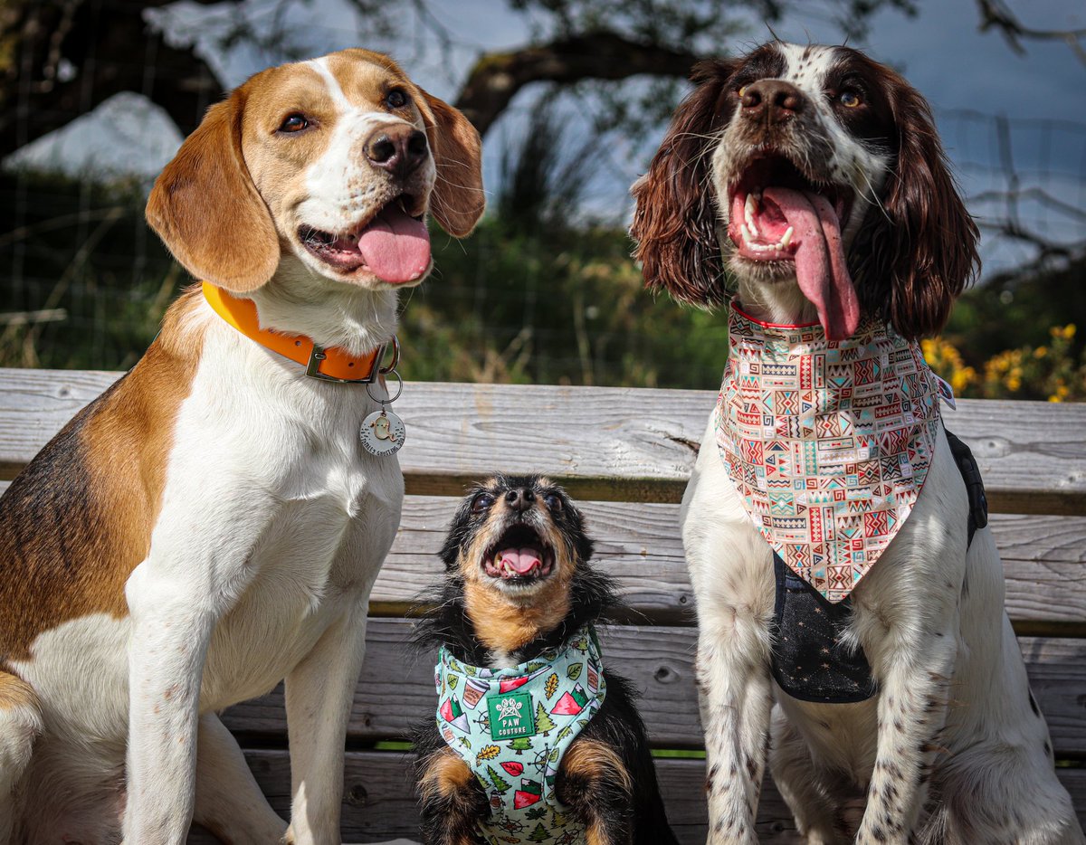 A triple #tongueouttuesday from three happy doggos 🐾✨️

#spanielsoftwitter #BeaglesofTwitter #smalldog #dogsoftwitter #twitterdogcommunity