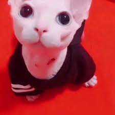 milky_m0chi's tweet photo. #petsforcorpse
Bingus / bing bong according to syk is back https://t.co/45ObI1IM9l