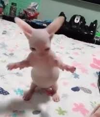 milky_m0chi's tweet photo. #petsforcorpse
Bingus / bing bong according to syk is back https://t.co/45ObI1IM9l