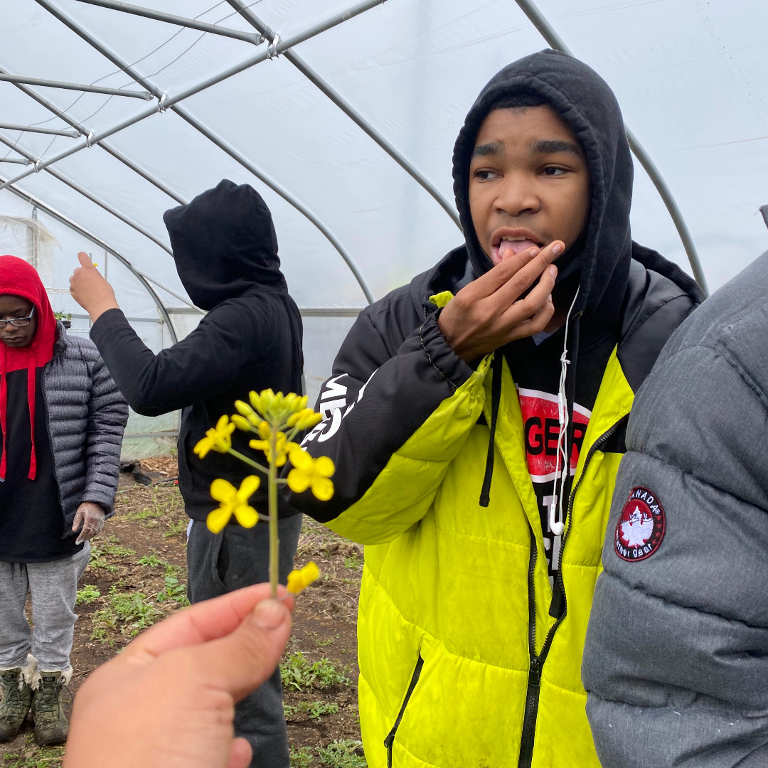 ComerCenter's tweet photo. We hosted mentees from our community partner @champsmentoring and alumni from @Stanford on our farm. We did essential spring farm maintenance, built up our bee pasture, shared freshly harvested carrots and even ate kale flowers for the first time!  #gcyc #comercrops #urbanag https://t.co/3q7XecryGf