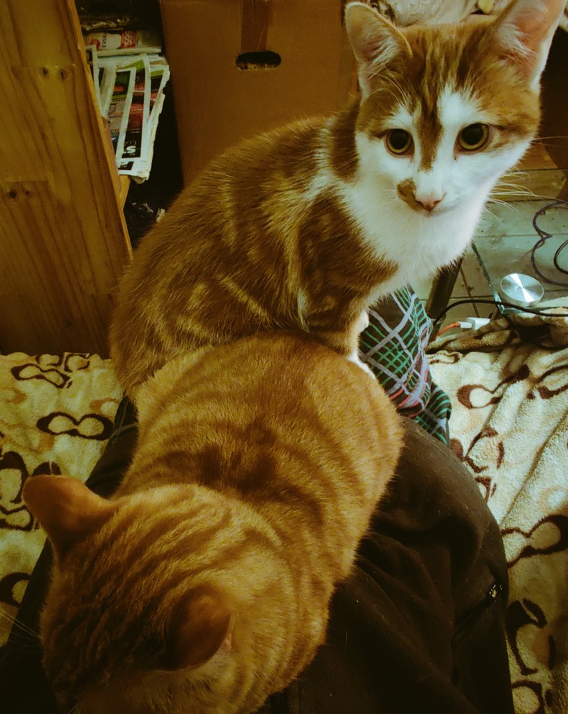 AadooZuko's tweet photo. Our Dad is kinda cute, and nice, for an elder - he just said that The Best-est birthday present ever is having a lapful of US! 😽😹😽 #ThisIsUsToo https://t.co/g5fRiFQZaO