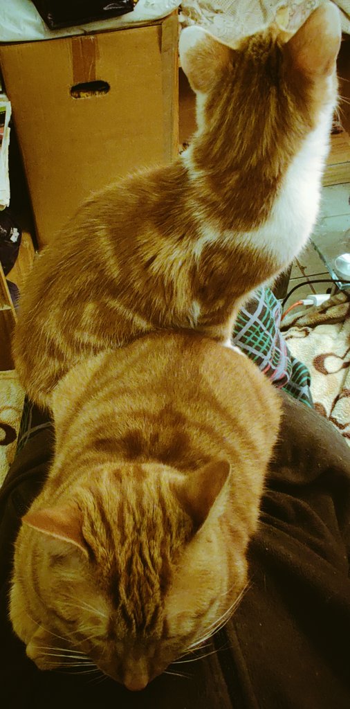 AadooZuko's tweet photo. Our Dad is kinda cute, and nice, for an elder - he just said that The Best-est birthday present ever is having a lapful of US! 😽😹😽 #ThisIsUsToo https://t.co/g5fRiFQZaO