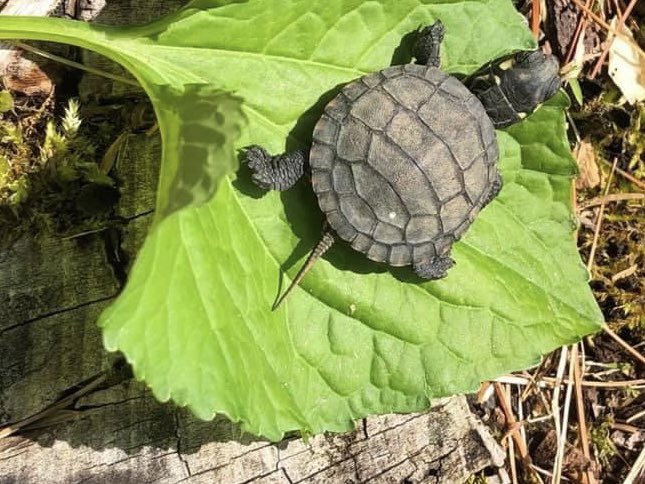 sdoppler2's tweet image. “Perhaps I am the turtle, able to live simply anywhere, even underwater for short periods, with my home on my back.” - Kurt Vonnegut
#MayPatternChallenge