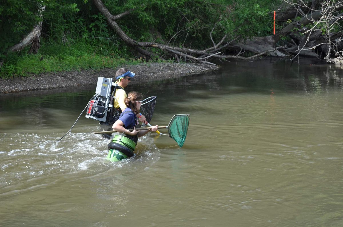 INHSPACELab's tweet photo. Jeremy Tiemann is an aquatic ecologist working with endangered and invasive non-game fishes and freshwater mollusks. His work has focused on Iowa Darter ecology and freshwater mussel translocations.

https://t.co/1Nt1jZpR71

#INHSPaCELab #INHS #conservation https://t.co/8lOuyGipVB
