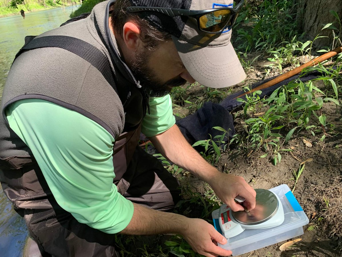 INHSPACELab's tweet photo. Jeremy Tiemann is an aquatic ecologist working with endangered and invasive non-game fishes and freshwater mollusks. His work has focused on Iowa Darter ecology and freshwater mussel translocations.

https://t.co/1Nt1jZpR71

#INHSPaCELab #INHS #conservation https://t.co/8lOuyGipVB