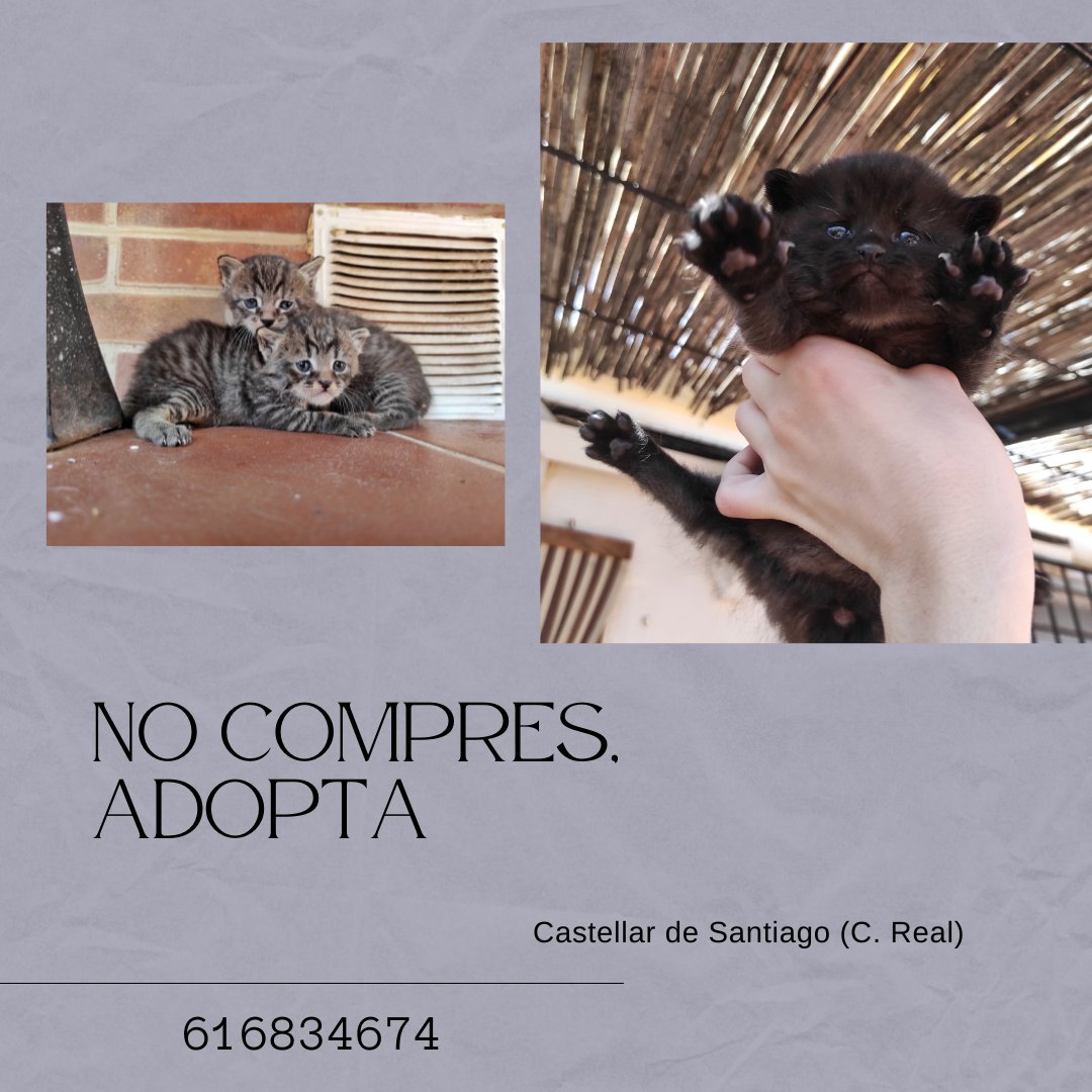 LopezCar8's tweet photo. Estamos dando en adopción 5 gatitos, no puedo quedarme más, a pesar de ser una monada 🥺 cualquier cosa tlf o dm, se agradece difusión!! @wikiCR https://t.co/v0jobweoGE