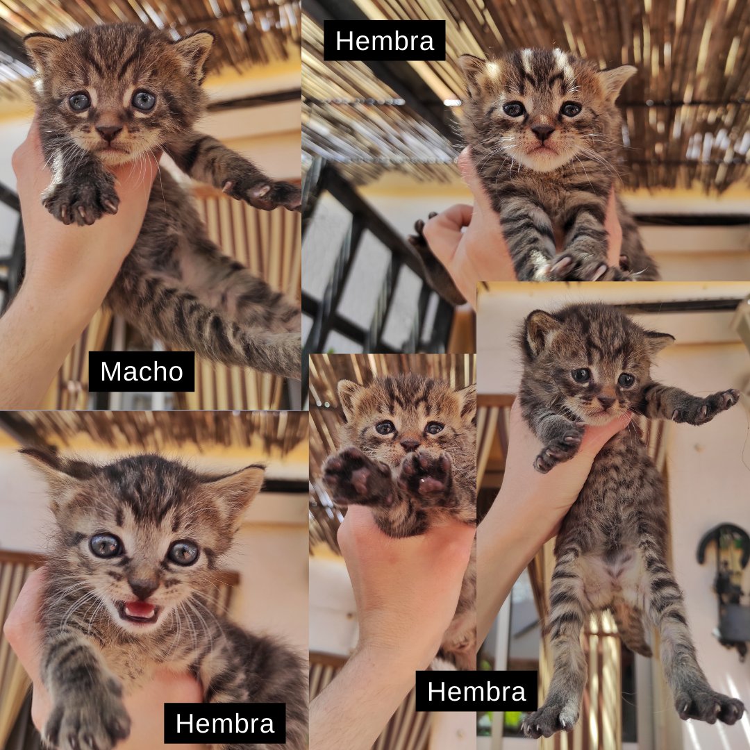 LopezCar8's tweet photo. Estamos dando en adopción 5 gatitos, no puedo quedarme más, a pesar de ser una monada 🥺 cualquier cosa tlf o dm, se agradece difusión!! @wikiCR https://t.co/v0jobweoGE