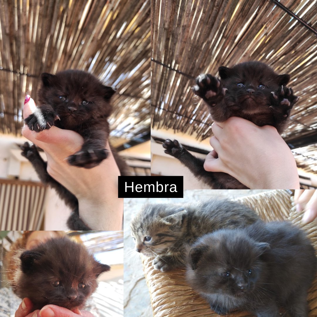 LopezCar8's tweet photo. Estamos dando en adopción 5 gatitos, no puedo quedarme más, a pesar de ser una monada 🥺 cualquier cosa tlf o dm, se agradece difusión!! @wikiCR https://t.co/v0jobweoGE